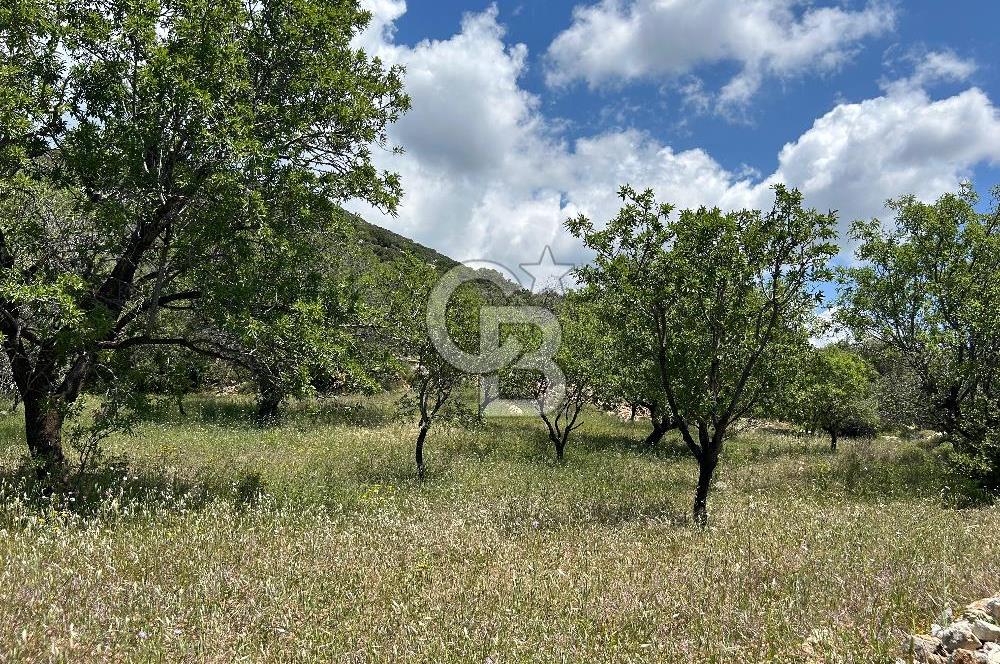 Datça Cumalı’da Bademlik Arazide Yatırım ve Huzur Fırsatı!