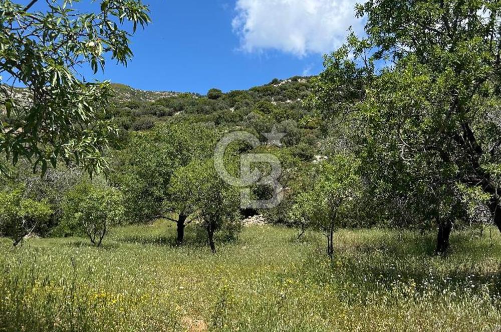 Datça Cumalı’da Bademlik Arazide Yatırım ve Huzur Fırsatı!