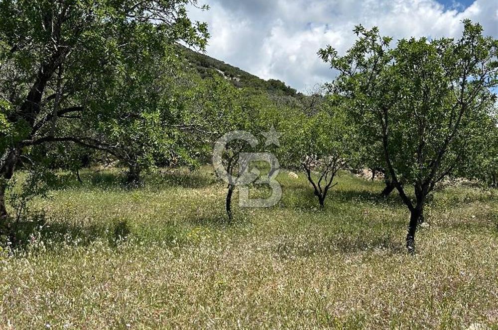 Datça Cumalı’da Bademlik Arazide Yatırım ve Huzur Fırsatı!