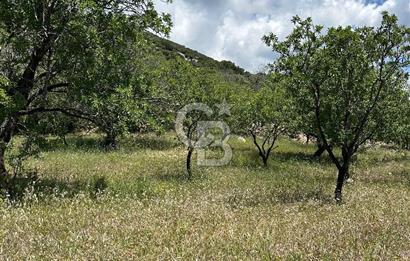 Datça Cumalı’da Bademlik Arazide Yatırım ve Huzur Fırsatı!