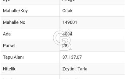 COLDWELL BANKER'DAN ÇITAKTA SATILIK 37 DÖNÜM TARLA!
