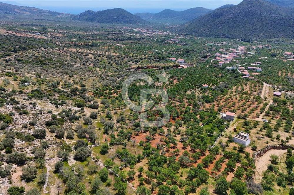 Datça Cumalı’da Bademlik Arazide Yatırım ve Huzur Fırsatı!