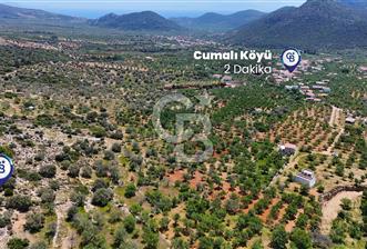 Datça Cumalı’da Bademlik Arazide Yatırım ve Huzur Fırsatı!