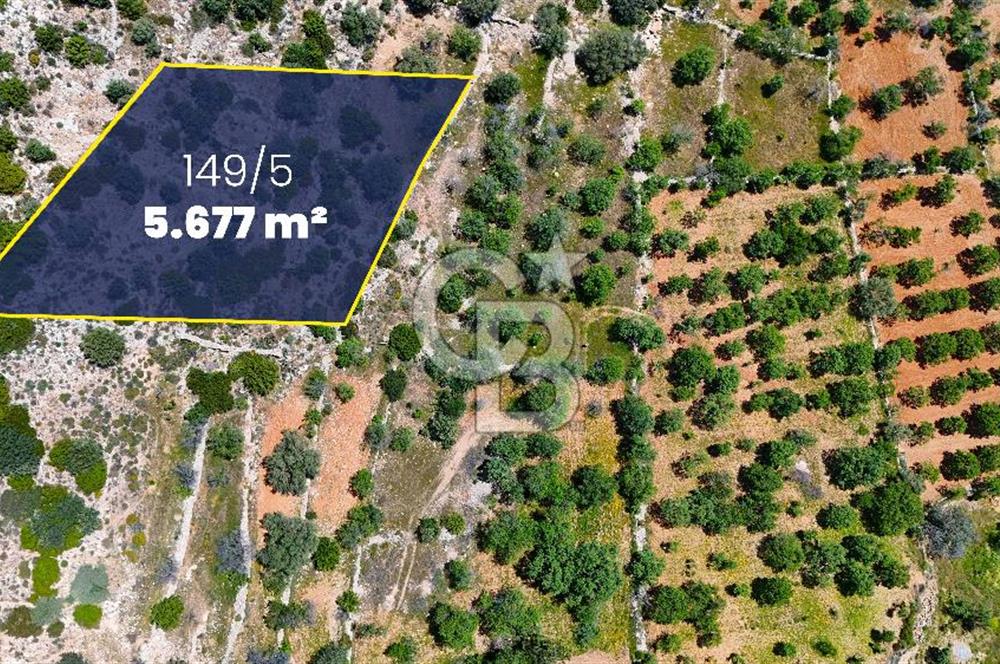 Datça Cumalı’da Bademlik Arazide Yatırım ve Huzur Fırsatı!