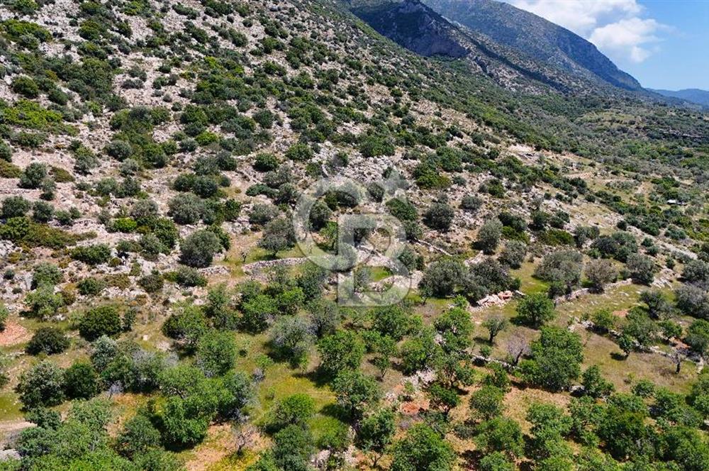 Datça Cumalı’da Bademlik Arazide Yatırım ve Huzur Fırsatı!