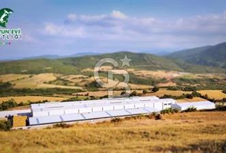 AB Standartlarında Yüksek Verimli KOYUN ÇİFTLİĞİ