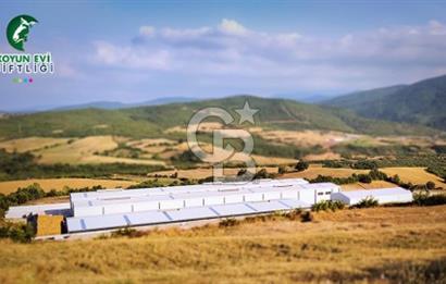 AB Standartlarında Yüksek Verimli KOYUN ÇİFTLİĞİ