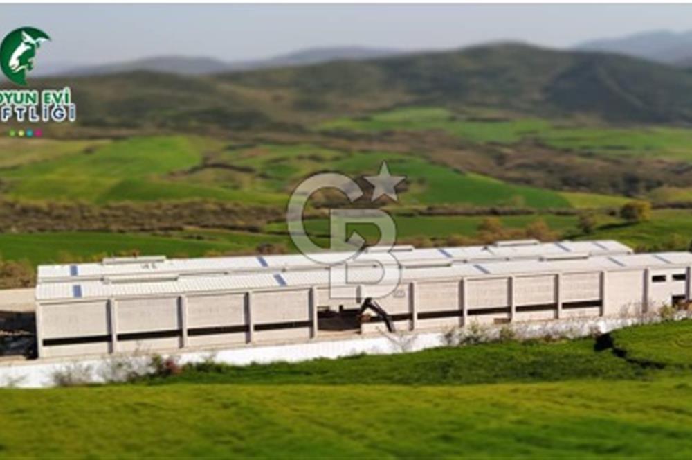 AB Standartlarında Yüksek Verimli KOYUN ÇİFTLİĞİ