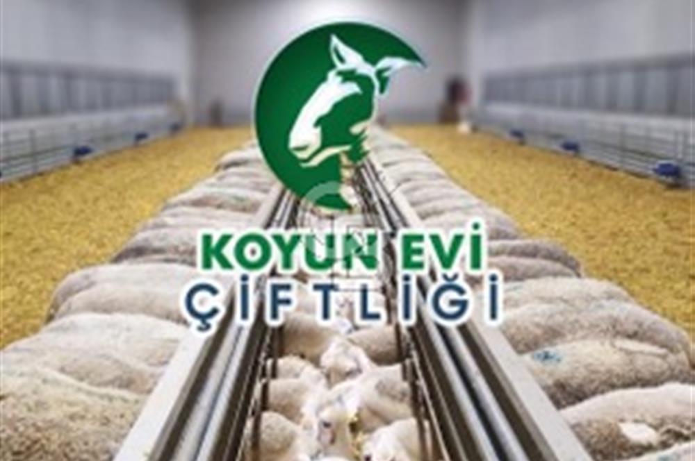 AB Standartlarında Yüksek Verimli KOYUN ÇİFTLİĞİ