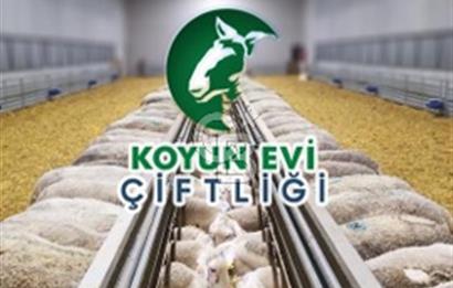 AB Standartlarında Yüksek Verimli KOYUN ÇİFTLİĞİ