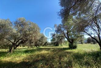URLA BİRGİ'DE 500 METRE ANA YOL CEPHELİ SATILIK ZEYTİNLİK TARLASI 