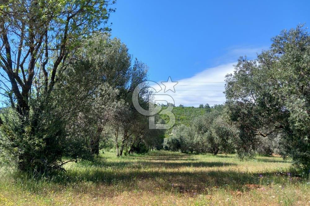 URLA BİRGİ'DE 500 METRE ANA YOL CEPHELİ SATILIK ZEYTİNLİK TARLASI 