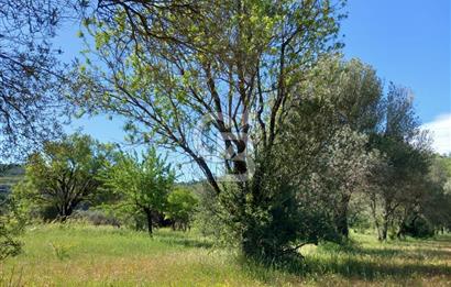 URLA BİRGİ'DE 500 METRE ANA YOL CEPHELİ SATILIK ZEYTİNLİK TARLASI 