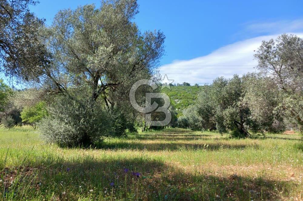 URLA BİRGİ'DE 500 METRE ANA YOL CEPHELİ SATILIK ZEYTİNLİK TARLASI 