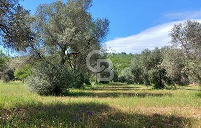 URLA BİRGİ'DE 500 METRE ANA YOL CEPHELİ SATILIK ZEYTİNLİK TARLASI 