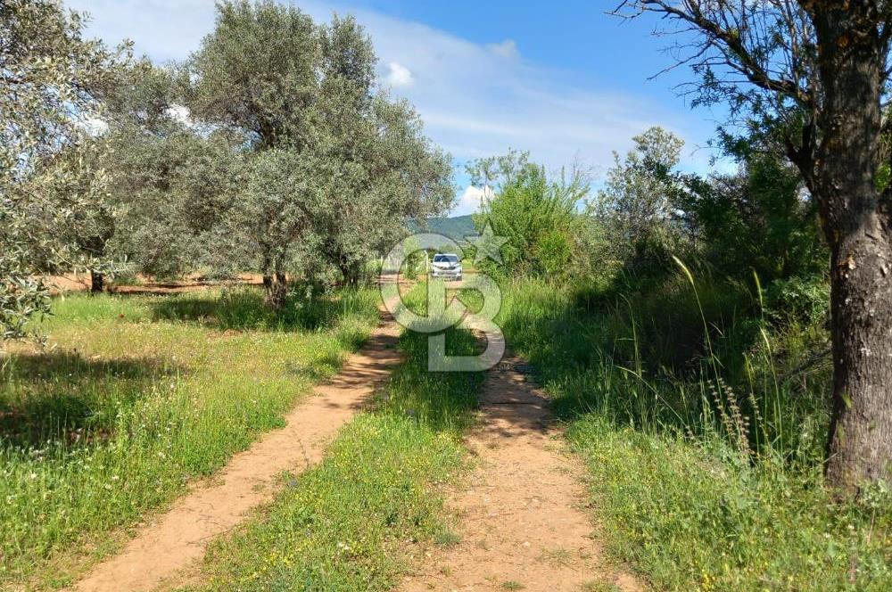 URLA BİRGİ'DE 500 METRE ANA YOL CEPHELİ SATILIK ZEYTİNLİK TARLASI 