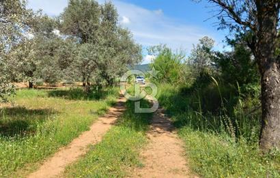 URLA BİRGİ'DE 500 METRE ANA YOL CEPHELİ SATILIK ZEYTİNLİK TARLASI 