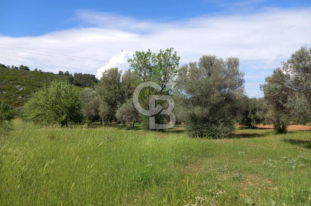 URLA BİRGİ'DE 500 METRE ANA YOL CEPHELİ SATILIK ZEYTİNLİK TARLASI 