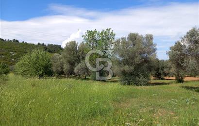 URLA BİRGİ'DE 500 METRE ANA YOL CEPHELİ SATILIK ZEYTİNLİK TARLASI 