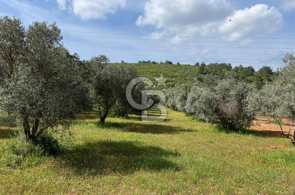 URLA BİRGİ'DE 500 METRE ANA YOL CEPHELİ SATILIK ZEYTİNLİK TARLASI 