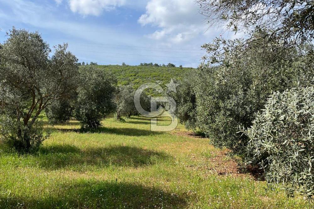 URLA BİRGİ'DE 500 METRE ANA YOL CEPHELİ SATILIK ZEYTİNLİK TARLASI 