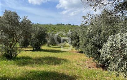 URLA BİRGİ'DE 500 METRE ANA YOL CEPHELİ SATILIK ZEYTİNLİK TARLASI 