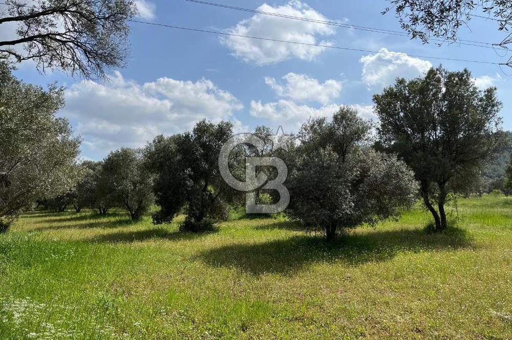 URLA BİRGİ'DE 500 METRE ANA YOL CEPHELİ SATILIK ZEYTİNLİK TARLASI 
