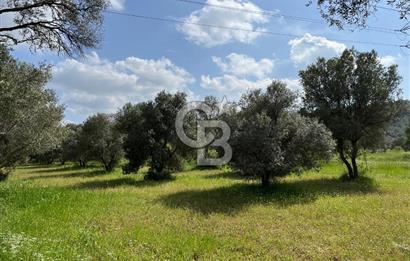 URLA BİRGİ'DE 500 METRE ANA YOL CEPHELİ SATILIK ZEYTİNLİK TARLASI 