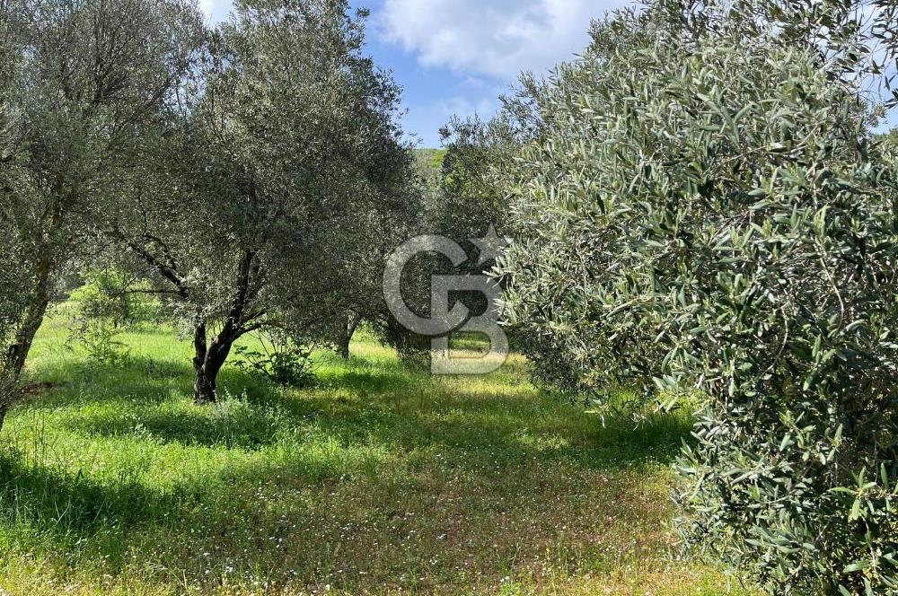 URLA BİRGİ'DE 500 METRE ANA YOL CEPHELİ SATILIK ZEYTİNLİK TARLASI 