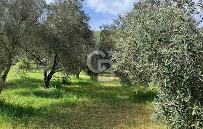 URLA BİRGİ'DE 500 METRE ANA YOL CEPHELİ SATILIK ZEYTİNLİK TARLASI 