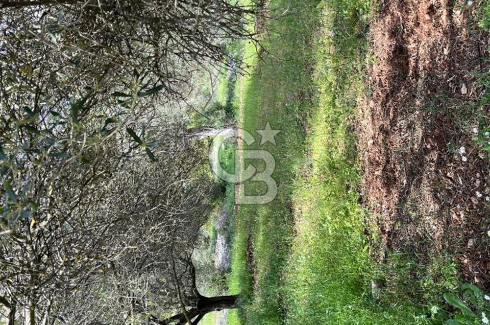URLA BİRGİ'DE 500 METRE ANA YOL CEPHELİ SATILIK ZEYTİNLİK TARLASI 