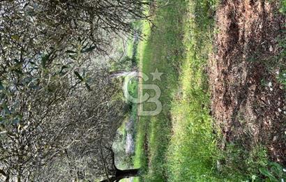 URLA BİRGİ'DE 500 METRE ANA YOL CEPHELİ SATILIK ZEYTİNLİK TARLASI 