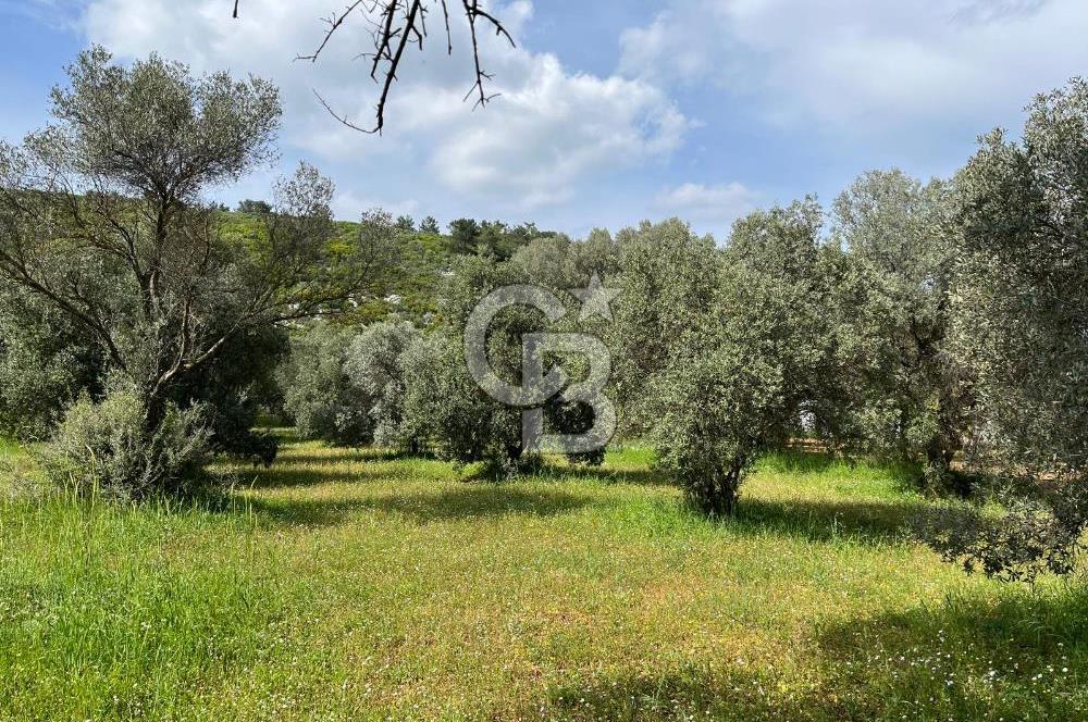 URLA BİRGİ'DE 500 METRE ANA YOL CEPHELİ SATILIK ZEYTİNLİK TARLASI 
