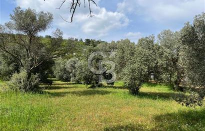 URLA BİRGİ'DE 500 METRE ANA YOL CEPHELİ SATILIK ZEYTİNLİK TARLASI 
