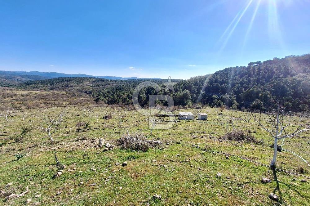 Ayvalık'ta Çiftlik Yapımına Uygun 36.750 m² Yatırımlık  Ceviz Bahçesi 