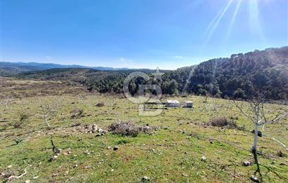 Ayvalık'ta Çiftlik Yapımına Uygun 36.750 m² Yatırımlık  Ceviz Bahçesi 