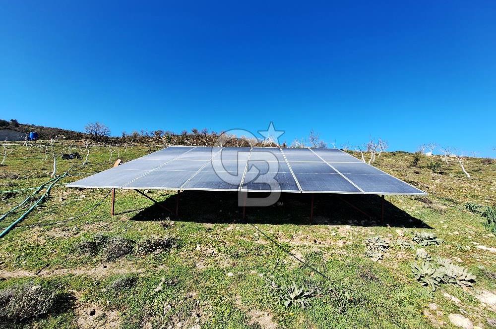 Ayvalık'ta Çiftlik Yapımına Uygun 36.750 m² Yatırımlık  Ceviz Bahçesi 