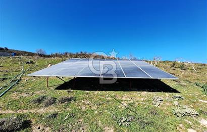 Ayvalık'ta Çiftlik Yapımına Uygun 36.750 m² Yatırımlık  Ceviz Bahçesi 