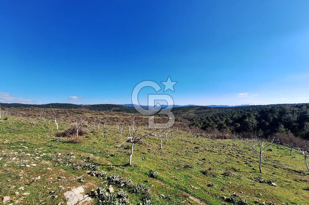 Ayvalık'ta Çiftlik Yapımına Uygun 36.750 m² Yatırımlık  Ceviz Bahçesi 