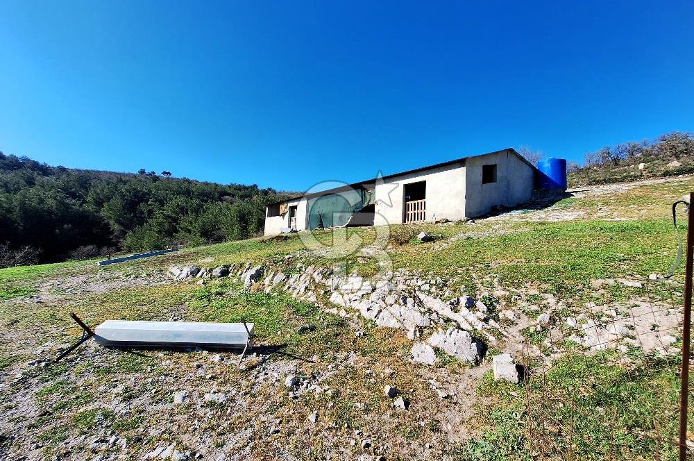 Ayvalık'ta Çiftlik Yapımına Uygun 36.750 m² Yatırımlık  Ceviz Bahçesi 