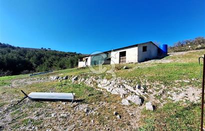 Ayvalık'ta Çiftlik Yapımına Uygun 36.750 m² Yatırımlık  Ceviz Bahçesi 