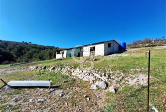 Ayvalık'ta Çiftlik Yapımına Uygun 36.750 m² Yatırımlık  Ceviz Bahçesi 
