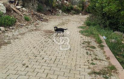YOLA CEPHELİ PARK'A KOMŞU İMARLI ARSA