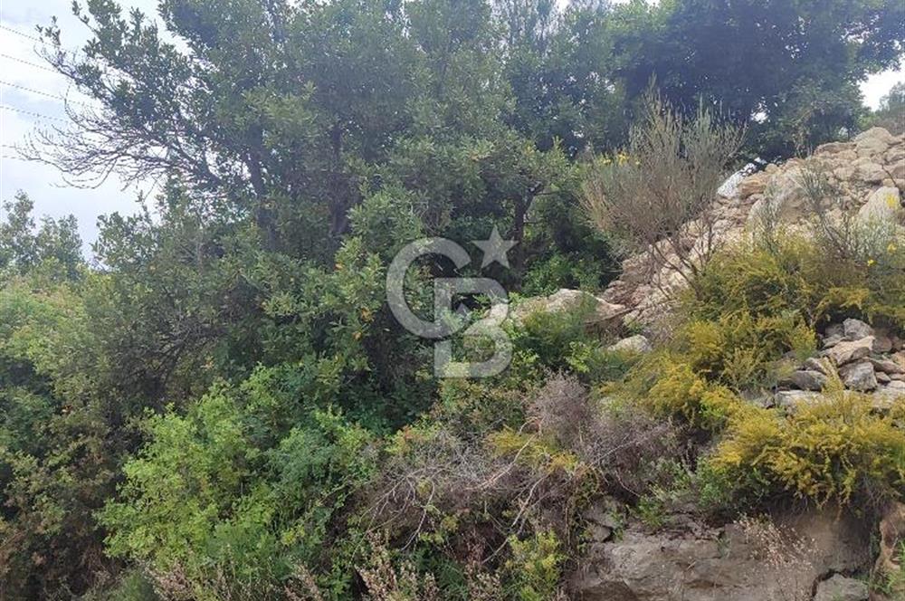 YOLA CEPHELİ PARK'A KOMŞU İMARLI ARSA