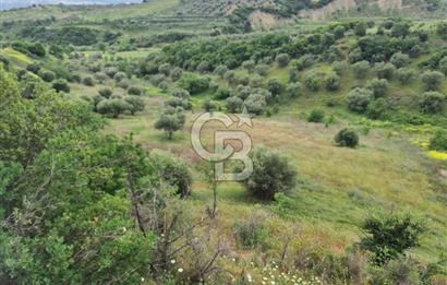 *Manisa Şehzadeler Sancaklıkayadibinde Fırsat Zeytinli Tarla*
