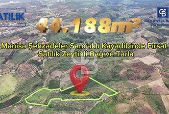 *Manisa Şehzadeler Sancaklıkayadibinde Fırsat Zeytinli Tarla*