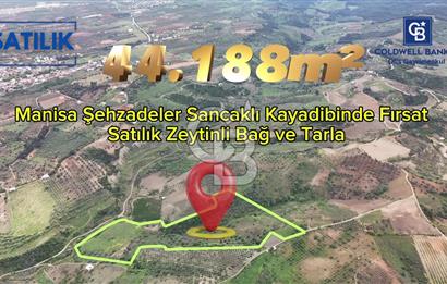 *Manisa Şehzadeler Sancaklıkayadibinde Fırsat Zeytinli Tarla*