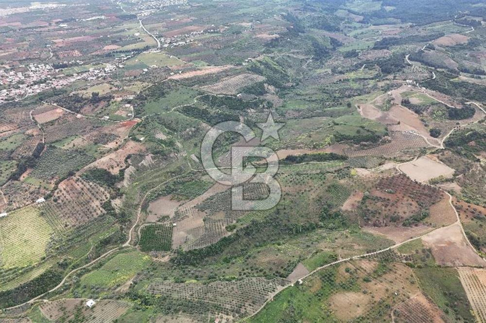 *Manisa Şehzadeler Sancaklıkayadibinde Fırsat Zeytinli Tarla*