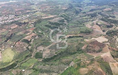 *Manisa Şehzadeler Sancaklıkayadibinde Fırsat Zeytinli Tarla*