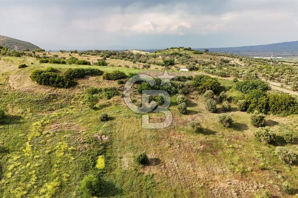 *Manisa Şehzadeler Sancaklıkayadibinde Fırsat Zeytinli Tarla*